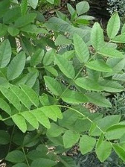Réglisse Racine Bio 50 g