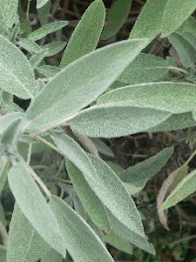 Sauge officinale Feuilles Bio 25 g