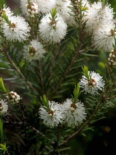 TEA TREE (ARBRE A THE) Feuilles Australie 10 ml