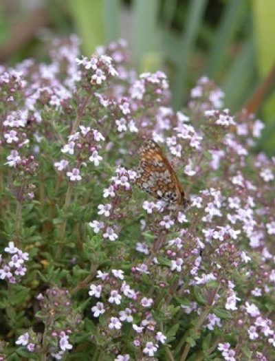 Thym Feuilles Bio 50 g *