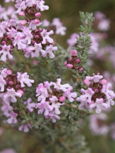 THYM THYMOL Sommités fleuries France / Espagne 5 ml *