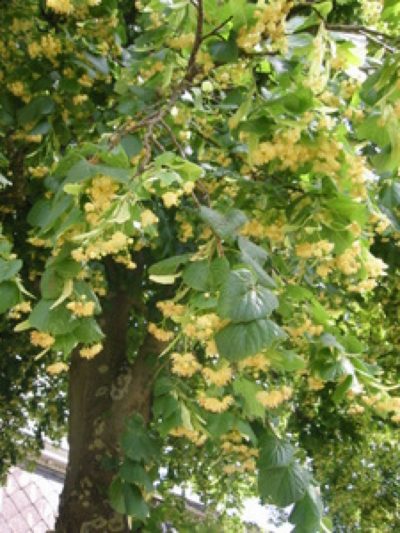 Tilleul Aubier coupé 1 cm Bio 50  g *