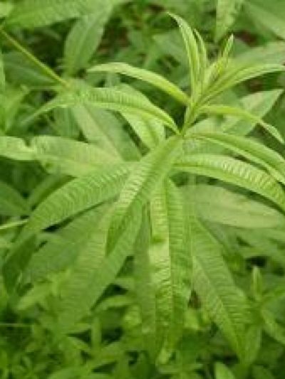 Verveine odorante Feuilles Bio 20 g *