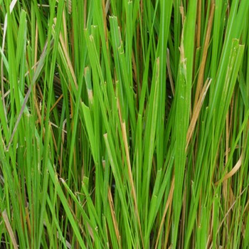 VETIVER Racine Madagascar 5 ml *