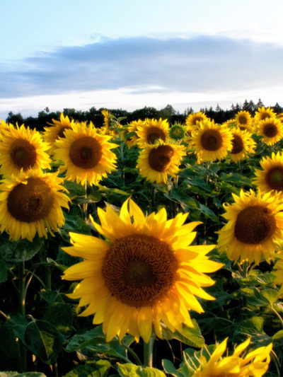 Huile vierge Bio TOURNESOL* France