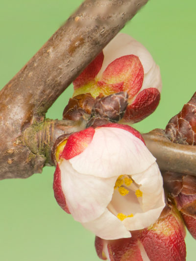 Printemps