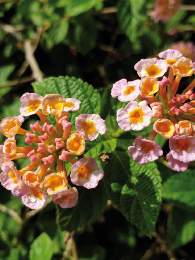 Parfum d&rsquo;ambiance VERVEINE EXOTIQUE *** Bio : rééquilibrante, bonheur et communication, senteur citralée