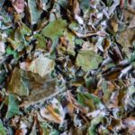 Framboisier Bio Feuille coupée