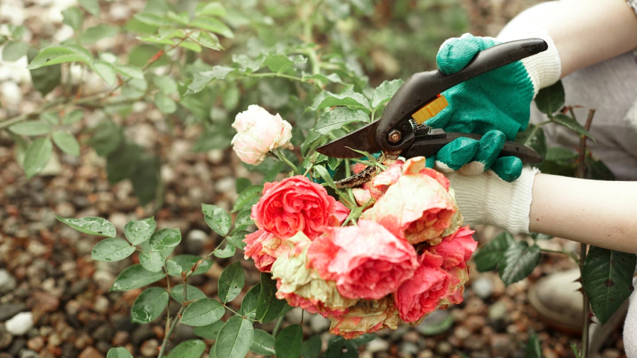 Rose de Mai